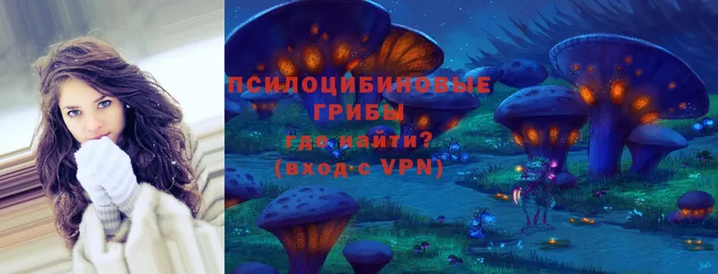 дарнет шоп  Заволжск  Псилоцибиновые грибы Magic Shrooms 